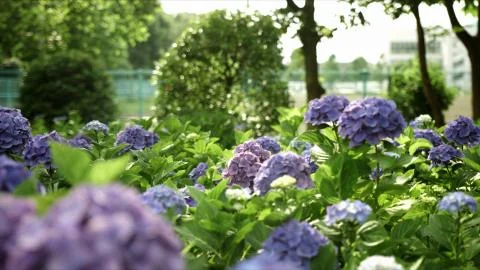 Purple hydrangea in Japan Stock Photos