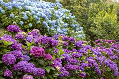 Purple Hydrangea macrophylla border with blue hortensia in background Stock Photos