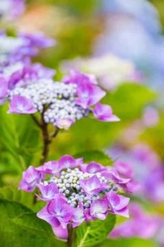 Purple Hydrangea macrophylla Stock Photos