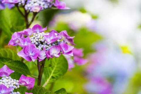 Purple Hydrangea macrophylla Stock Photos