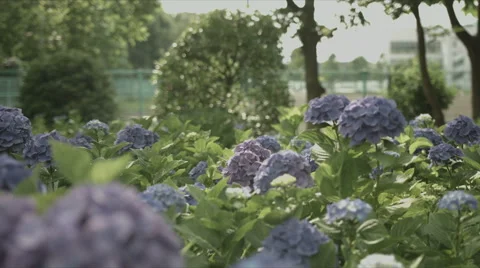 Purple hydrangea, non color grade, in Japan Stock Footage 66485801