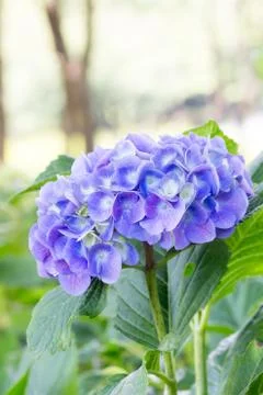 Purple hydrangea Stock Photos