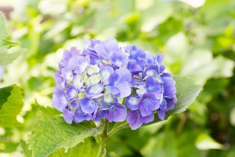 Purple hydrangea Stock Photos