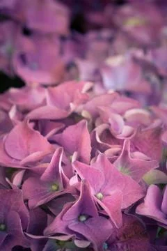 Purple hydrangea Stock Photos