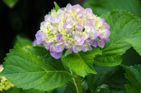 Purple hydrangea Stock Photos