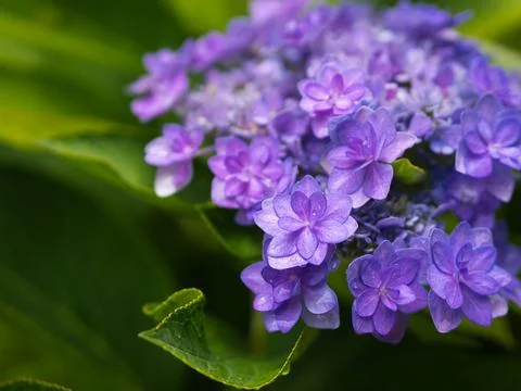Purple Hydrangea Foto stock