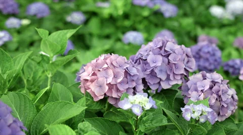 Purple hydrangea right side, color grade, in Japan Stock Footage 66487000