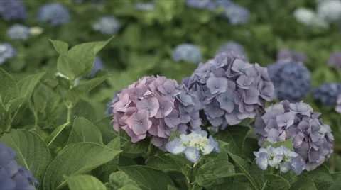 Purple hydrangea right side, non color grade, in Japan Video stock 66486675