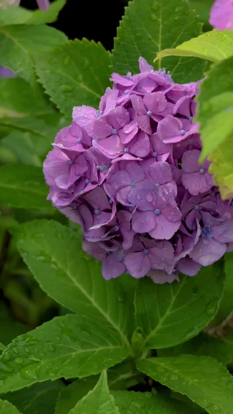Purple Hydrangea Swaying in Breeze After Rain vertical video Видео 336797415