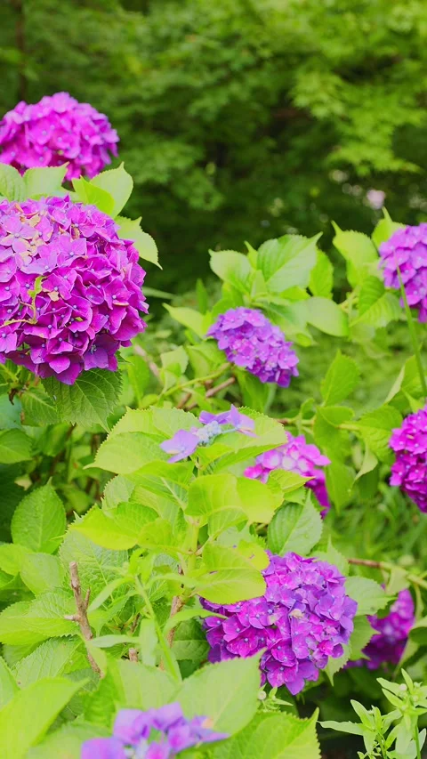 Purple hydrangeas blooming in a lush green garden Stock Footage 337678626