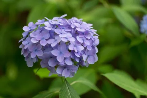 Purple hydrangeas close up Foto stock
