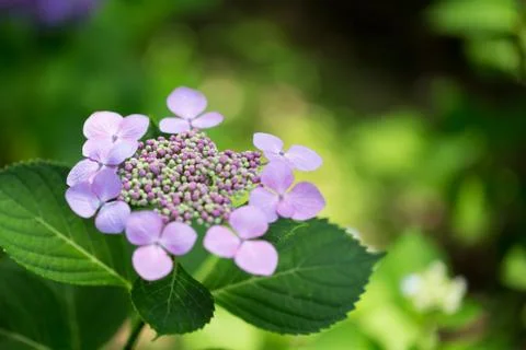 Purple hydrangeas close up Foto stock