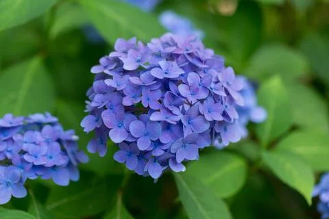 Purple hydrangeas close up Foto stock
