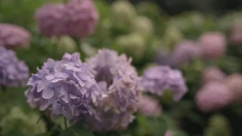 Purple hydrangeas in the garden Stock Footage 106944929