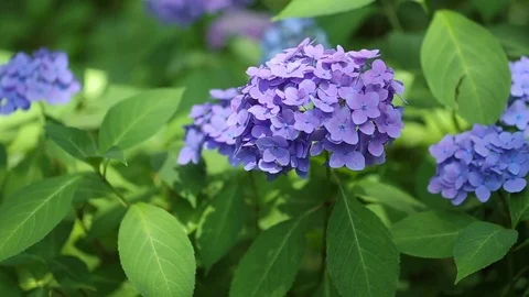 Purple hydrangeas swaying in wind in rainy season, close up Stock Footage 76257954