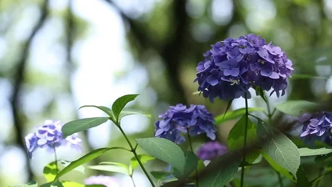 Purple hydrangeas swaying in wind in rainy season, close up Stock Footage 76257968