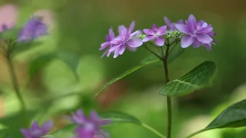 Purple hydrangeas swaying in wind in rainy season, close up Stock Footage 76258145