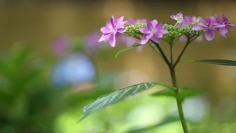 Purple hydrangeas swaying in wind in rainy season, close up Stock Footage 76258217