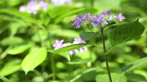 Purple hydrangeas swaying in wind in rainy season, close up Stock Footage 76259376