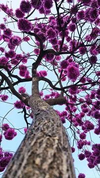 Purple Ipe Tree in Bloom - View from Below Stock Photos