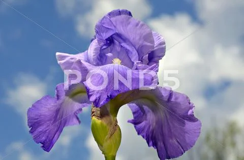 Purple Iris and Sky Stock Photos