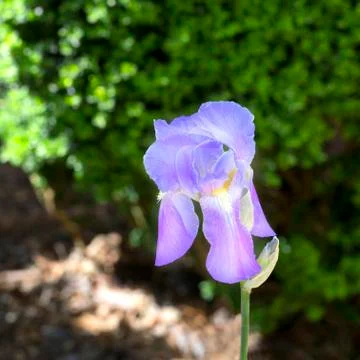 Purple iris blooms in spring Foto stock