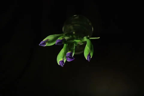 Purple Iris blooms timelapse 5184x3456 Stock Footage