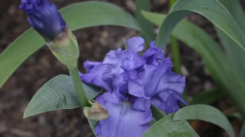 Purple Iris blowing in the wind Stockbeeldmateriaal 62727712