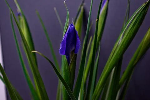 Purple iris bud on gray background. Blue-violet with yellow flowers. Flowers Stock Photos