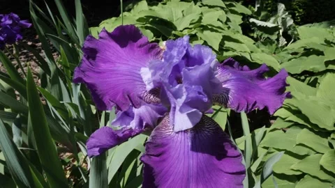PURPLE IRIS, CLOSE UP, FLOWING IN WIND, OVER-CRANKED FTG. Stock Footage 134287197