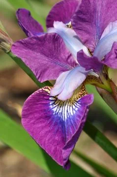 Purple iris close up Stock Photos