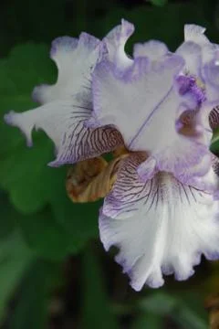 Purple Iris Close Up Stock Photos