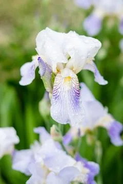 Purple iris closeup,vertical frame Stock Photos