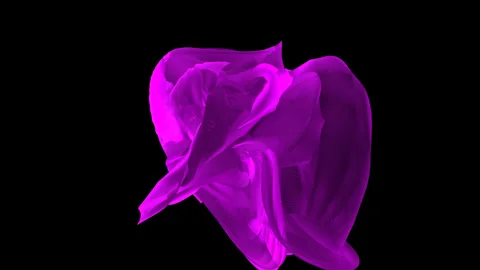 Purple iris flower. abstract background Видео 243446275