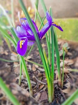 Purple iris flower bloom in spring garden, closeup macro outdoors nature ba.. 스톡 사진