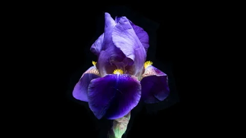 Purple Iris Flower Blooming Time-Lapse on Black Background, Studio Macro, Nature Stock Footage 337460192