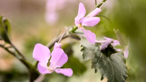 Purple iris flower blowing in the wind Video stock 88077984