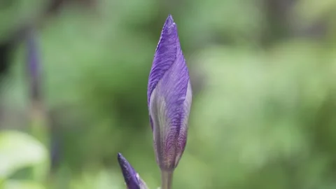 Purple Iris Flower Bud in Spring Garden Stock-Footage 336722432