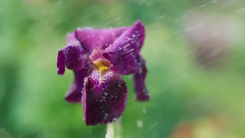 Purple Iris Flower Covered With Rain Drops during rainfall in Blooming Spring Ga Stock Footage 336278374
