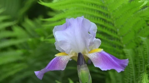 A purple iris flower Stock-Footage 155035839