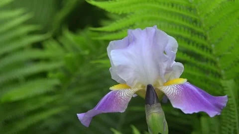 A purple iris flower Video stock 155035869