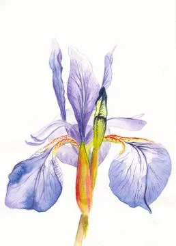 Purple iris flower Stock Illustration