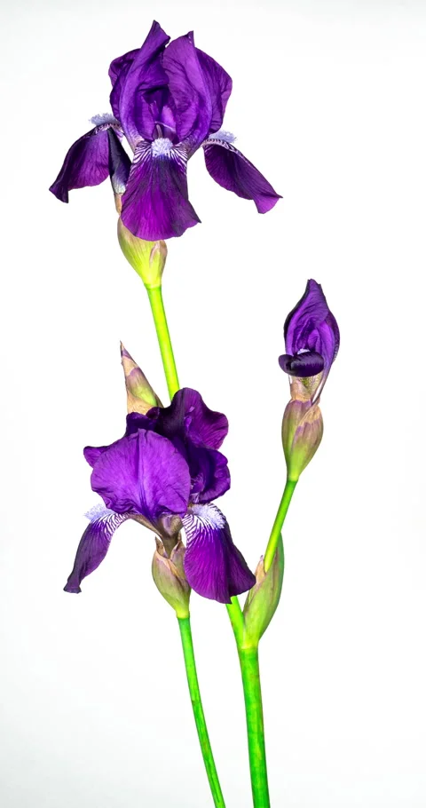 Purple Iris Flower Opening Bud in Time Lapse on a White Background Stock Footage 335836003