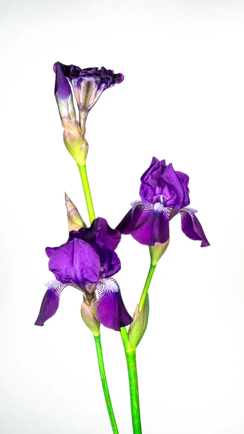 Purple Iris Flower Opening Bud in Time Lapse on a White Background. Tender .. Stock Footage 338187102