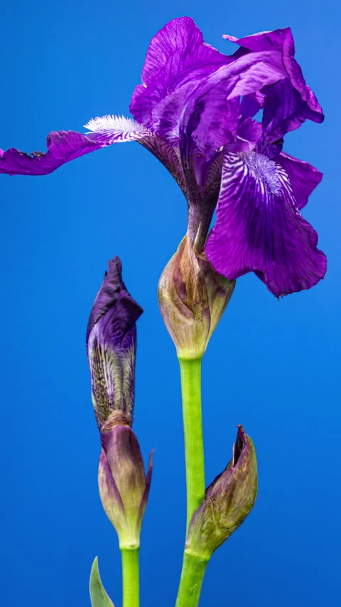 Purple Iris Flower Opening Bud in Time Lapse on a Blue Background. Tender F.. Stock Footage 342277926