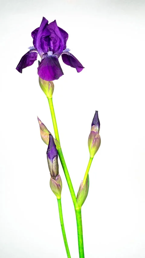 Purple Iris Flower Opening Bud in Time Lapse on a White Background. Tender .. Stock Footage 345083000