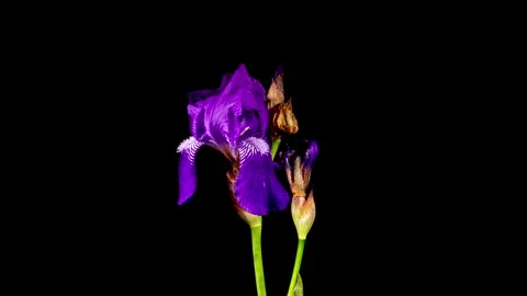 Purple Iris Flower Opening Bud in Time Lapse on a Black Background. Tender .. Stock Footage 345222375