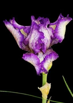 Purple iris flower Stock Photos