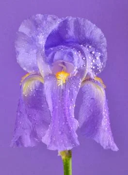 Purple iris flower Stock Photos