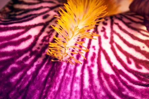 Purple iris flower . Stock Photos